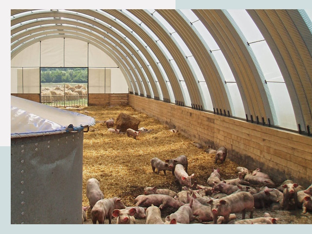 Строительство свинарников в Фрязине